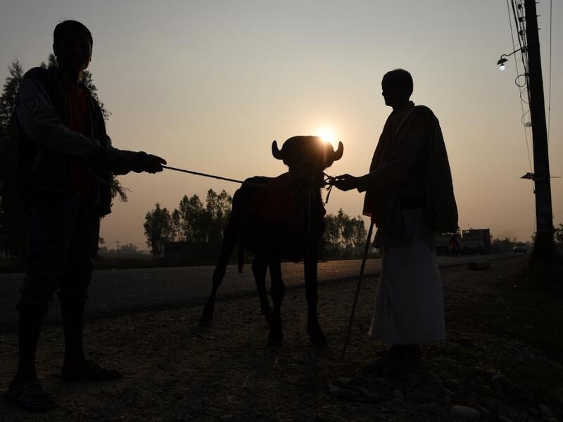 Hindu devotees lead a buffalo along a road towards Gadhimai Festival near Bariyarpur on December 1, 2019. PRAKASH MATHEMA / AFP