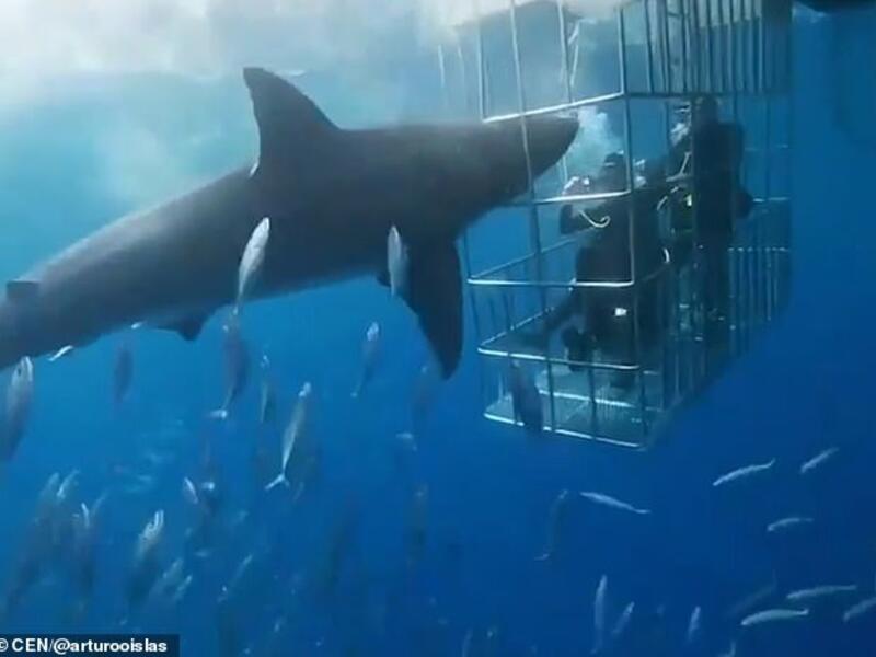 This is the moment a great white shark lunges at four divers in a cage in waters off Guadalupe Island, in the north-western Mexican state of Baja California. (Video Screenshot) This is the moment a great white shark lunges at four divers in a cage in waters off Guadalupe Island, in the north-western Mexican state of Baja California. (Video Screenshot)