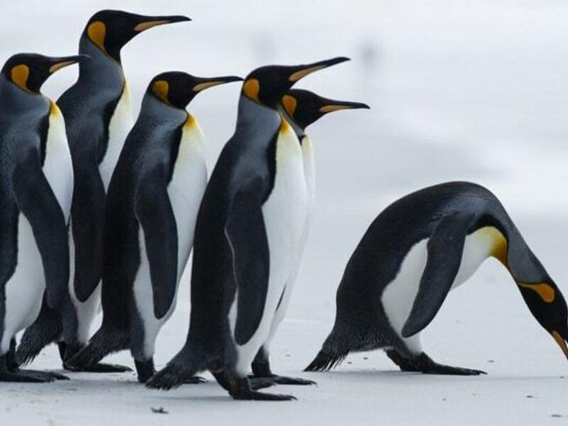 Tourists spend thousands to swim among the Penguins in Antarctica "It's like getting stabbed," a tourist exclaimed, as he plunged into the three-degree celsius water (Twitter)