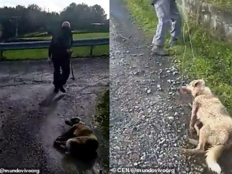 A hunter was filmed dragging a new mother dog - which had just given birth to six puppies - along the ground by a rope after reportedly shooting her. (CEN/ Daily Mail) A hunter was filmed dragging a new mother dog - which had just given birth to six puppies - along the ground by a rope after reportedly shooting her. (CEN/ Daily Mail)