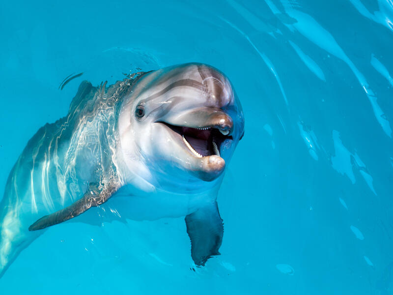 (Shutterstock/ File Photo)