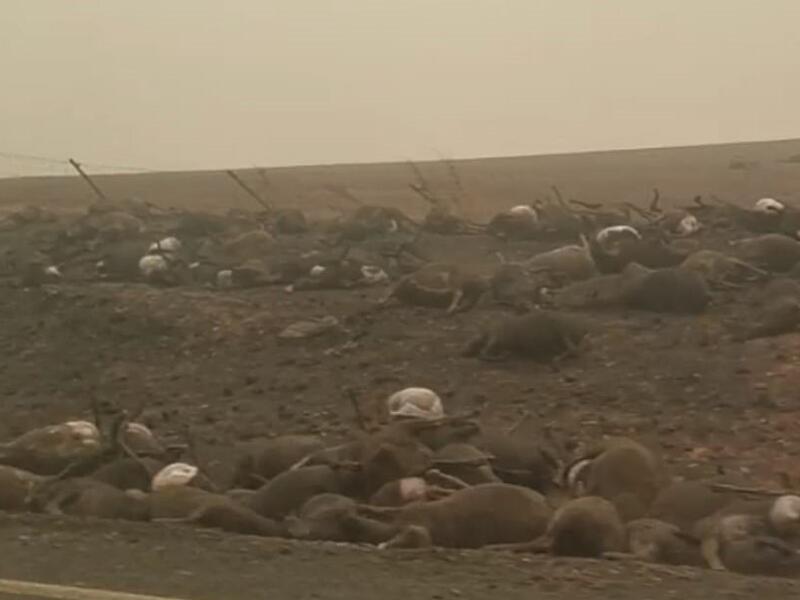 The burnt bodies of hundreds of animals line the road into the small town of Batlow, New South Wales, which was one of the worst hit areas by bushfires overnight (Instagram) The burnt bodies of hundreds of animals line the road into the small town of Batlow, New South Wales, which was one of the worst hit areas by bushfires overnight (Instagram)