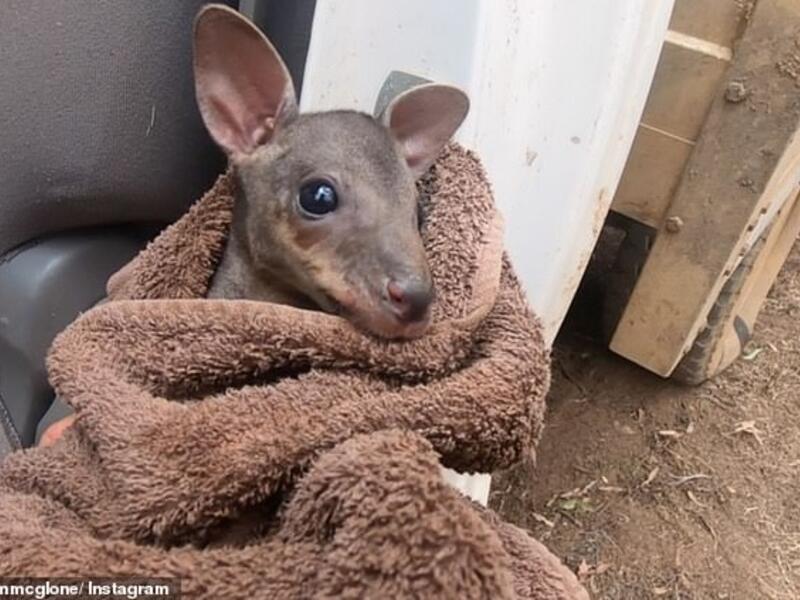 He wrapped the joey in a blanket and took it to the vet, but pleaded with his social media followers to donate to injured wildlife. (Instagram)