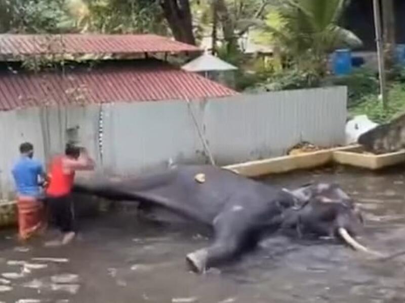 The elephant (pictured) appears to be 'beaten on a regular basis', according to activist Maneesha Arachchige, who has recently visited the temple. (Video Screenshot)