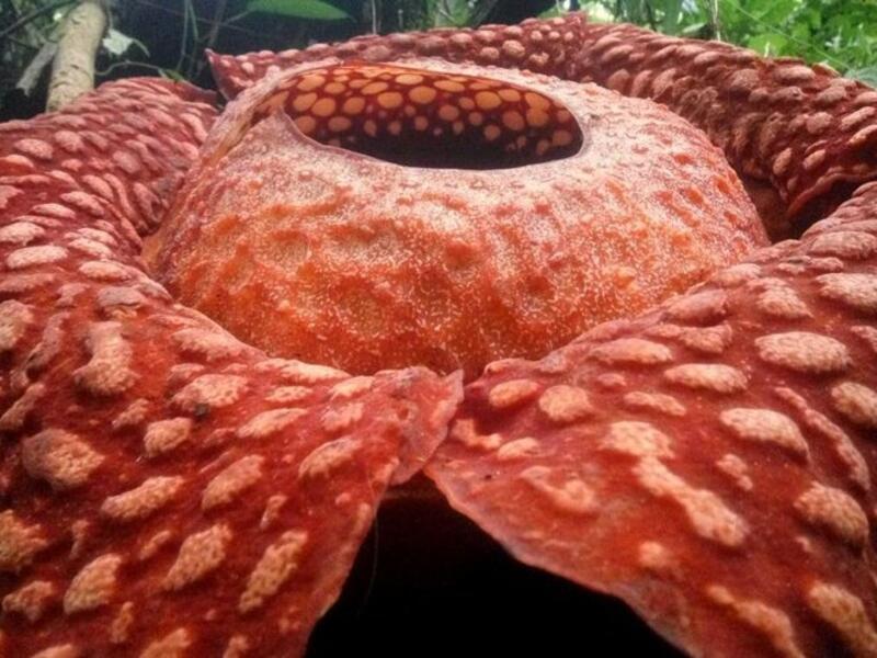 Rafflesia tuan-mudae (Twitter)