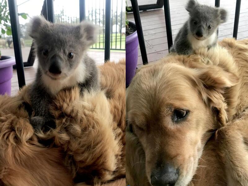 Golden Retriever was sitting outside with a baby koala perched atop her back. (Twitter)