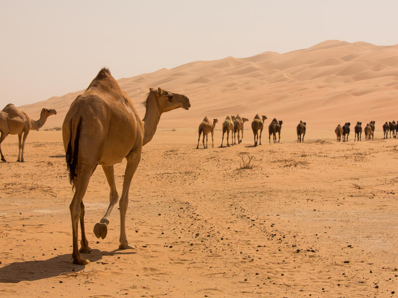 (Shutterstock/ File Photo)