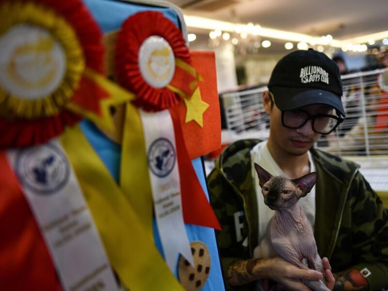 A participant sits with his cat Julian, a sphinx breed during Vietnam's first national cat show in Hanoi on February 16, 2020. Manan VATSYAYANA / AFP