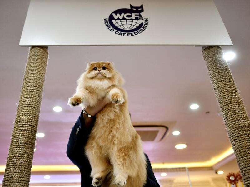 A judge holds a cat during Vietnam's first national cat show in Hanoi on February 16, 2020 amid concerns of the COVID-19 coronavirus outbreak. Manan VATSYAYANA / AFP