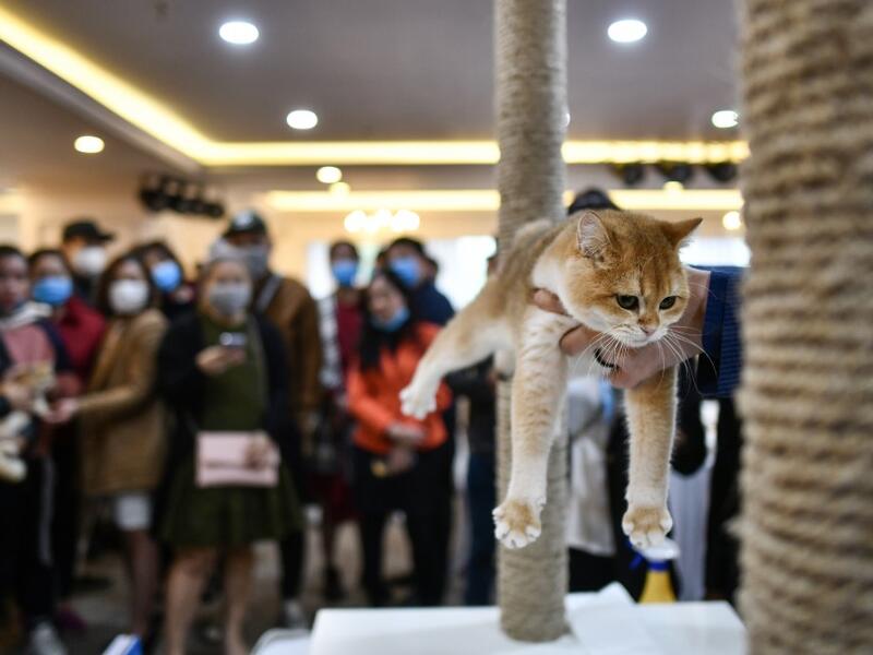 A judge holds a cat during Vietnam's first national cat show in Hanoi on February 16, 2020 amid concerns of the COVID-19 coronavirus outbreak. Manan VATSYAYANA / AFP