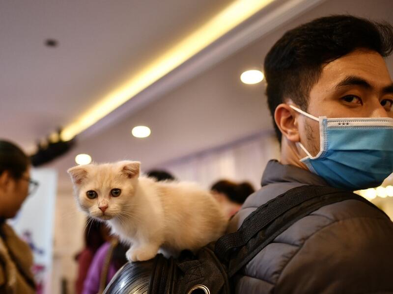 A man wearing a protective facemask carries his kitten on his back-pack during Vietnam's first national cat show in Hanoi on February 16, 2020. amid concerns of the COVID-19 coronavirus outbreak. Manan VATSYAYANA / AFP