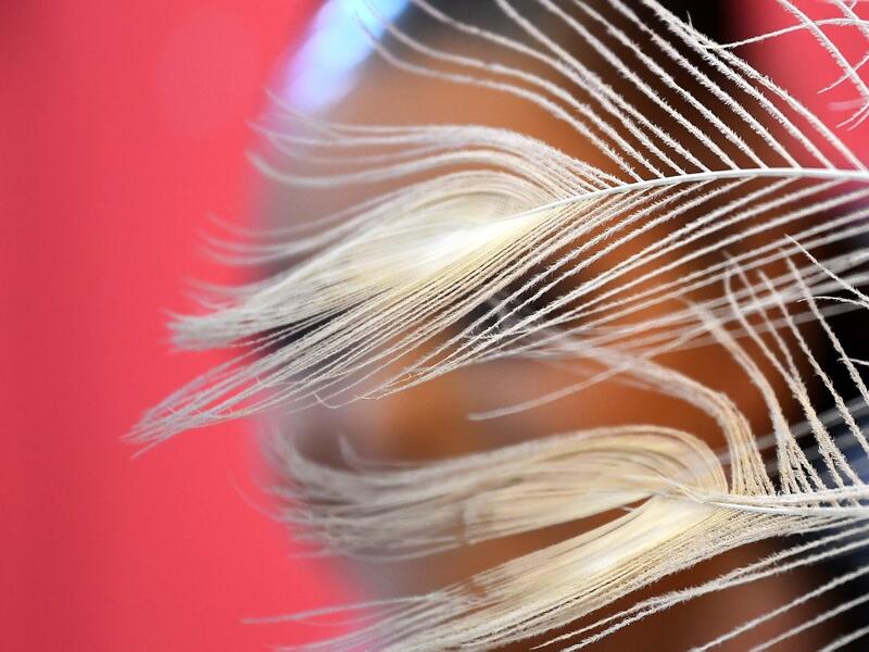 A participant prepares backstage before presenting her outfit during the Queen of the Carnival pageant contest in Santa Cruz de Tenerife, on the Spanish Canary island of Tenerife, on February 19, 2020. Gabriel BOUYS / AFP