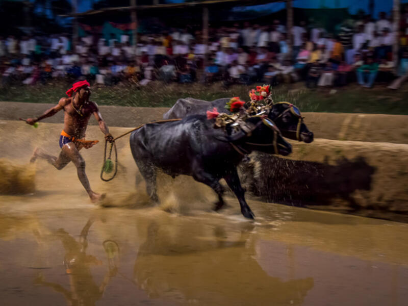Kambala is a traditional buffalo racing event held annually between Nov and Mar at various towns and villages along coastal Karnataka, India. Clicked on 28-Jan-2012 at Katpadi, India.  (Shutterstock)