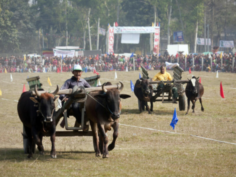 Kambala, an annual buffalo race sport conducted at paddy fields of Kadri. (Shutterstock)