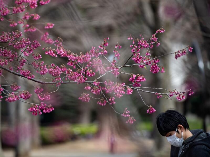 A man wearing a face mask amid fears over the spread of the COVID-19 novel coronavirus walks past bell-flowered cherry trees at Ueno park in Tokyo on March 12, 2020. Philip FONG / AFP