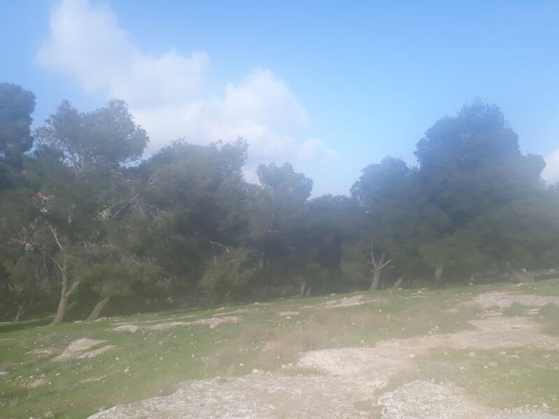 شجرة في غابة