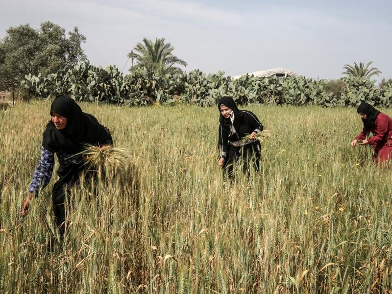 Palestinian women harvest wheat stalks in a field in Khan Yunis in the southern Gaza Strip on April 22, 2020, before being prepared to be used in a soup during the Muslim holy month of Ramadan which begins later in the week. From cancelled iftar (fast breaking) feasts to suspended mosque prayers, Muslims across the Middle East are bracing for a bleak month of Ramadan fasting as the threat of the COVID-19 pandemic lingers. The holy Muslims fasting month of Ramadan is a period for both self-reflection and soc