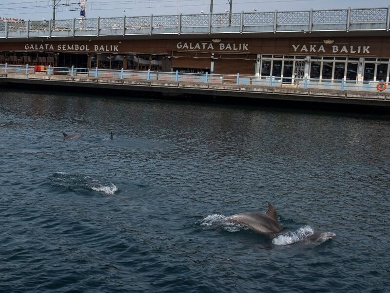 In the waters of the Bosphorus, dolphins are these days swimming near the shoreline in Turkey's largest city Istanbul with lower local maritime traffic and a ban on fishing. . Yasin AKGUL / AFP