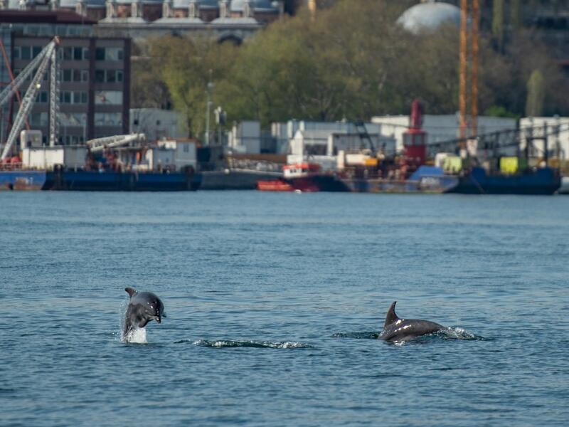 A dolphin swims in the Bosphorus by Galata tower, where sea traffic has nearly come to a halt on April 26, 2020, as the city of 16 million has been under lockdown since April 23rd as part of government measures to stem the spread of the Covid-19 pandemic caused by the novel coronavirus. Yasin AKGUL / AFP