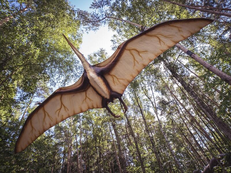 Pterosaur  (pixabay)