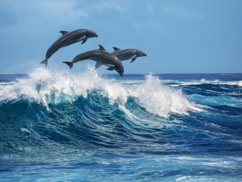 Dolphins have been sighted in Italian ports. (Shutterstock/ File Photo)