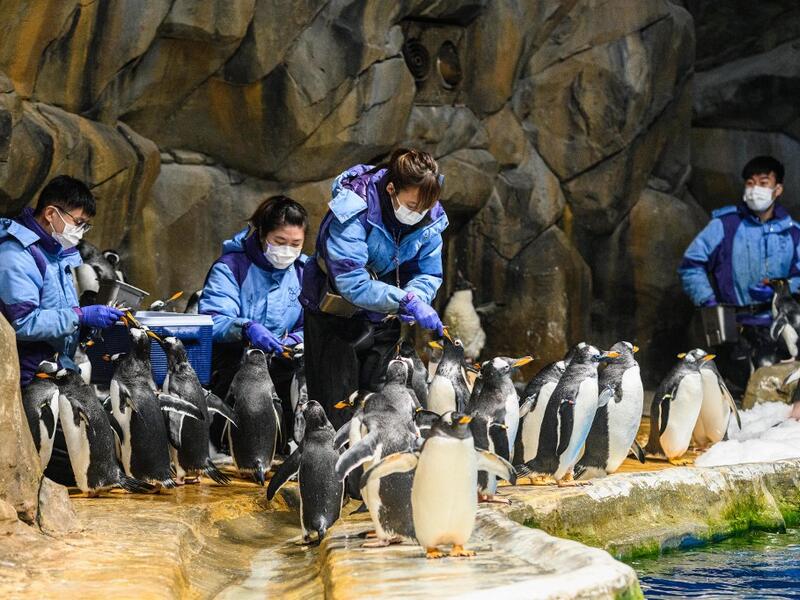 This picture taken on May 4, 2020 shows marine mammal carers feeding penguins in their enclosure at the Ocean Park theme park, which is currently closed due to the COVID-19 novel coronavirus, in Hong Kong. Save for an absence of gawping crowds, life for the penguins of Hong Kong's Ocean Park has been much the same during the coronavirus pandemic -- but their carers have worked long shifts to keep the monochrome troupe healthy. Anthony WALLACE / AFP