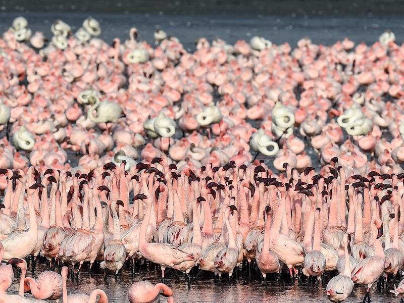 Flocks of flamingos stand in a pond in Navi Mumbai on May 14, 2020. Punit PARANJPE / AFP