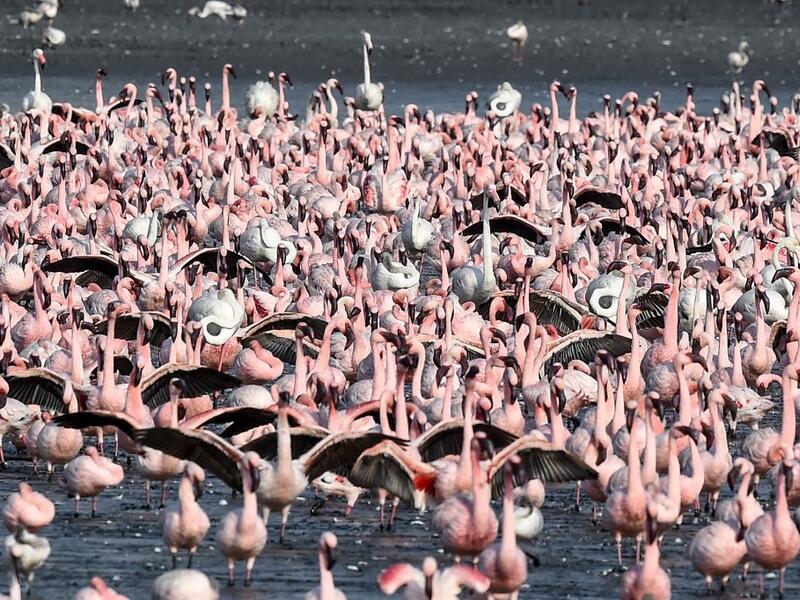 Flamingos spread their wings as they stand among others in a pond in Navi Mumbai on May 14, 2020. Punit PARANJPE / AFP