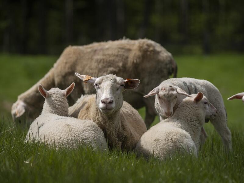 Sheeps are seen on the meadow of Sylwia Szlandrowicz and Ruslan Kozynko farm " Frontiera Ranch" in the Masuria - polish lake region, May 15, 2020. The sheep and cows are in the meadow, the cheese is ripening in a room on the ground floor -- just the kind of scene attracting increasing numbers of Polish cityslickers away from the urban jungle. Wojtek RADWANSKI / AFP