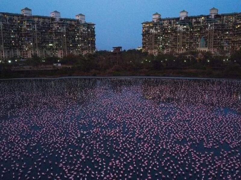 Sea of Pink can be seen behind NRI complex at Navi Mumbai (Twitter)