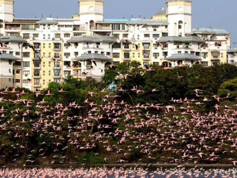 Flocks of flamingos in a pond in Navi Mumbai (Twitter)