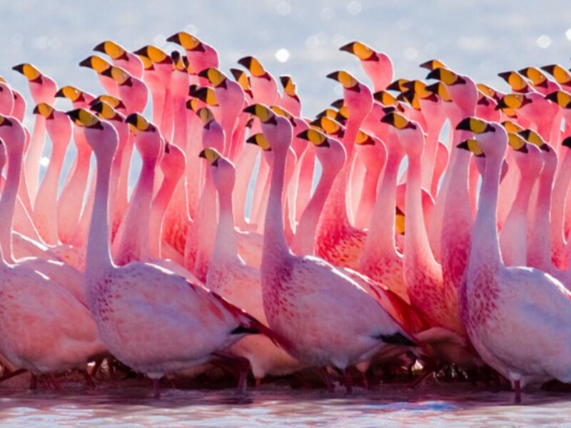 Flocks of flamingos in a pond in Navi Mumbai (themindunleashed)