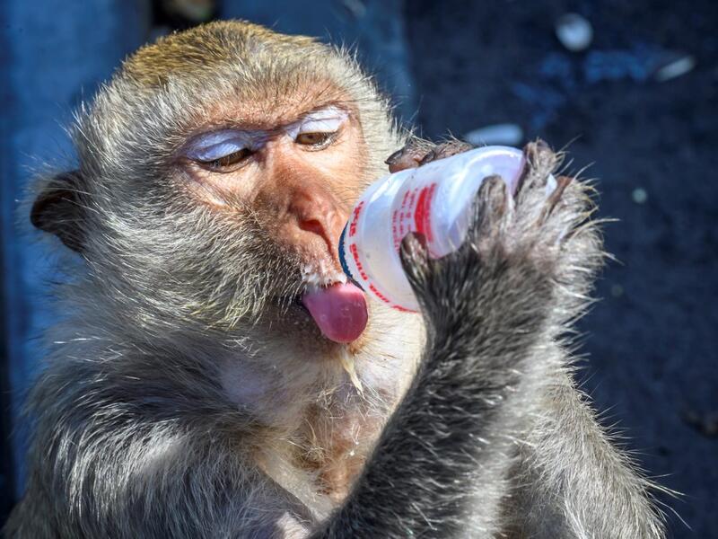 This picture taken on June 20, 2020 shows a longtail macaque drinking yoghurt in the town of Lopburi, some 155km north of Bangkok. Lopburi's monkey population, which is the town's main tourist attraction, doubled to 6,000 in the last three years, forcing authorities to start a sterilisation campaign. Mladen ANTONOV / AFP