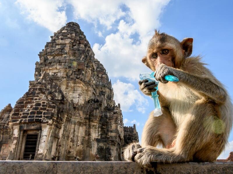 This picture taken on June 20, 2020 shows a longtail macaque drinking juice in front of the Prang Sam Yod Buddhist temple in the town of Lopburi, some 155km north of Bangkok. Lopburi's monkey population, which is the town's main tourist attraction, doubled to 6,000 in the last three years, forcing authorities to start a sterilisation campaign. Mladen ANTONOV / AFP