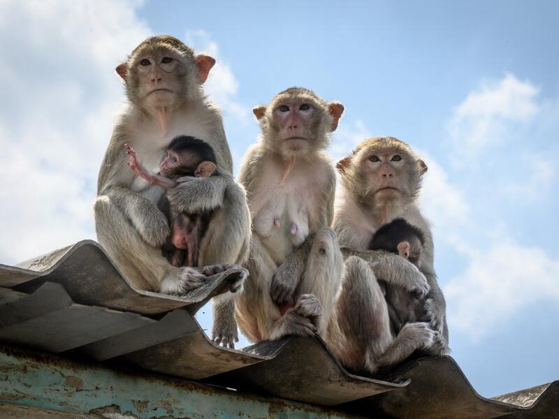 This picture taken on June 20, 2020 shows longtail macaques sitting on a rooftop in the town of Lopburi, some 155km north of Bangkok. Lopburi's monkey population, which is the town's main tourist attraction, doubled to 6,000 in the last three years, forcing authorities to start a sterilisation campaign. Mladen ANTONOV / AFP