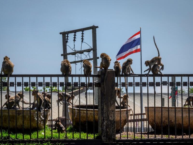 A Thailand flag is seen in the background as longtail macaques take a bath to cool down from the heat in the town of Lopburi, some 155km north of Bangkok, on June 21, 2020. Lopburi's monkey population, which is the town's main tourist attraction, doubled to 6,000 in the last three years, forcing authorities to start a sterilisation campaign. Mladen ANTONOV / AFP