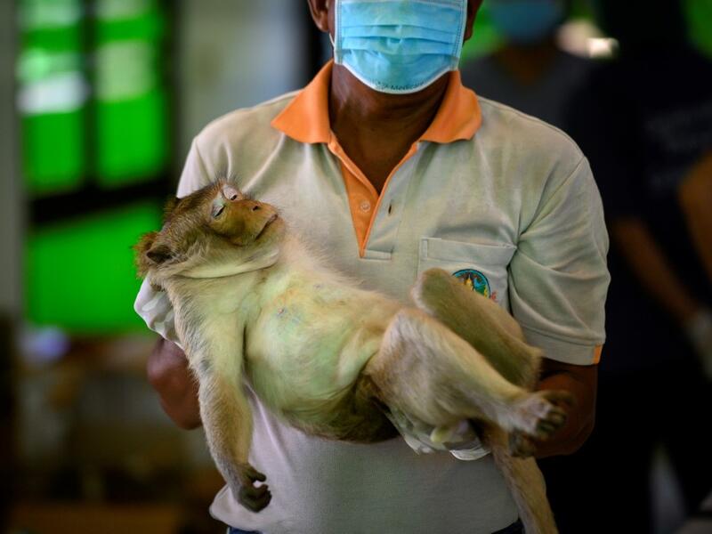 A park ranger carries a longtail macaque before its sterilisation in the town of Lopburi, some 155km north of Bangkok, on June 21, 2020. Lopburi's monkey population, which is the town's main tourist attraction, doubled to 6,000 in the last three years, forcing authorities to start a sterilisation campaign. Mladen ANTONOV / AFP