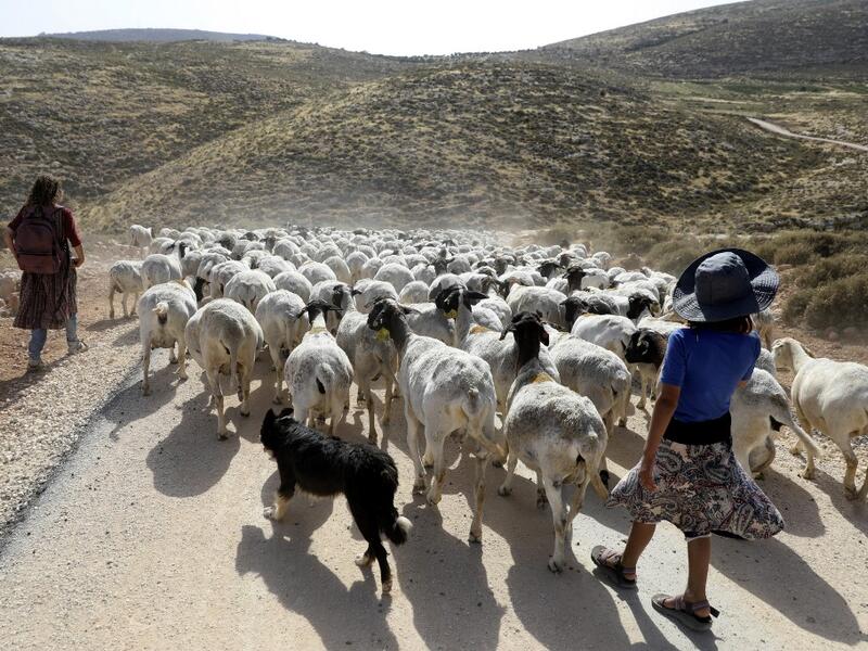 Young women walk a herd of sheep belonging to settlers from a nearby outpost of Itamar settlement, southeast of the Palestinian city of Nablus, on June 8, 2020 in the occupied West Bank. The government of Israeli Prime Minister Benjamin Netanyahu has said it could begin the process to annex Jewish settlements in the West Bank as well as the strategic Jordan Valley from July 1. The plan -- endorsed by Washington -- would see the creation of a Palestinian state, but on reduced territory, and without Palestini