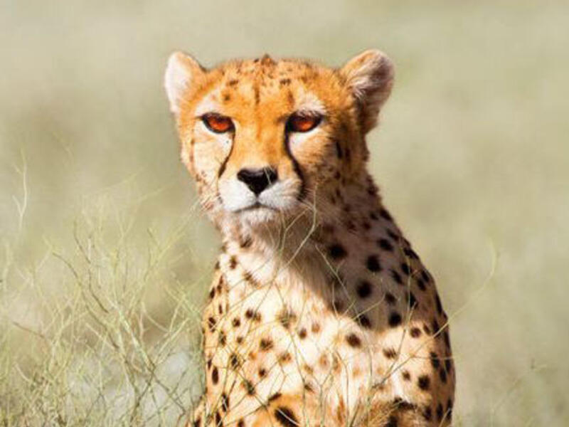This Asiatic cheetah, caught on camera in the Naybandan Wildlife Refuge (Twitter)