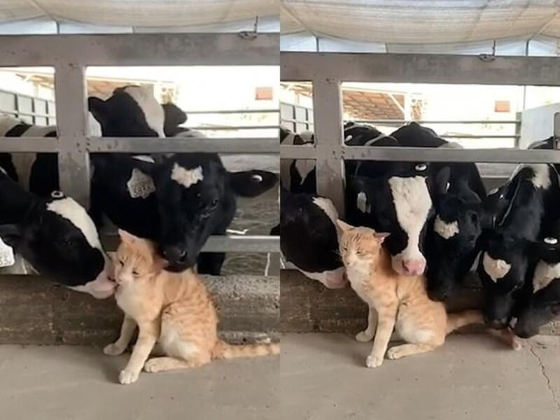 The cows continue to poke their heads through the bars of their pen to reach the cat, who is the centre of attention. (YouTube Video Screenshot)