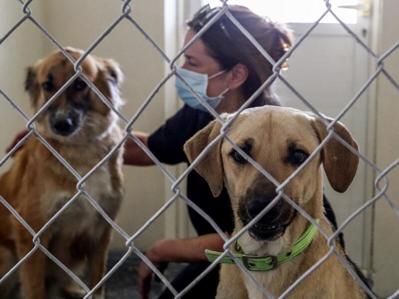 Animal rescuers now warn that there could be a spike in pets dumped in Qatar as the economic downturn, driven by the COVID-19 coronavirus pandemic, forces families to leave at short notice, facing particular hardship because summer temperatures touch 50 degrees celsius (122 Fahrenheit) and images of animal cruelty, including airgun shootings, are common on social media. KARIM JAAFAR / AFP
