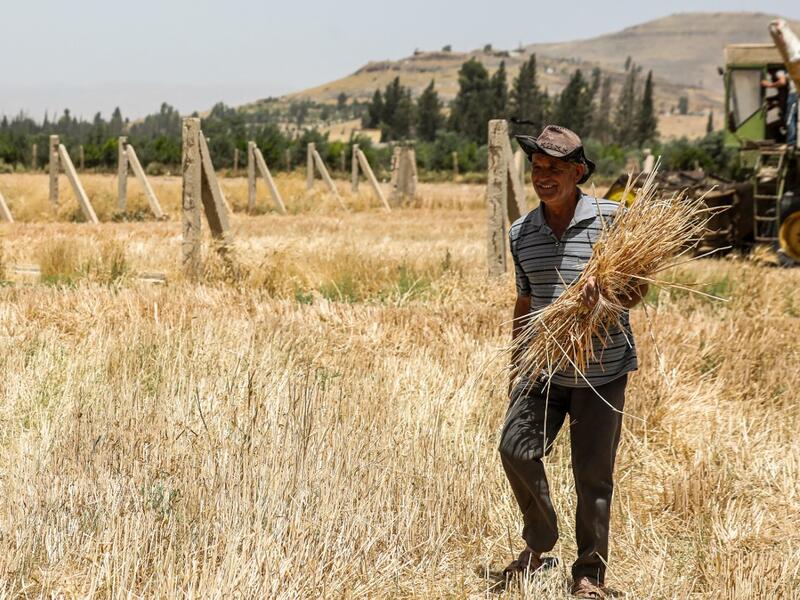 A farmer walks with wheat stems in his hand in a field during the harvest season in the countryside of al-Kaswa, south of Syria's capital Damascus on June 18, 2020. Heavy rain and reduced violence provided a relief to Syrian farmers with a good harvest this year, as a tanking economy leaves millions hungry across his war-torn country. Prior to the outbreak of the conflict in 2011, Syria produced more than 4.1 million tonnes of wheat, enough to feed its entire population. But production plunged to record low