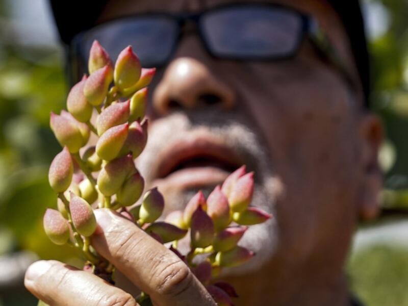 Maan, famed for its pistachio production, was controlled for years by jihadists and their rebel allies but it fell to the government at the start of the year following a months-long offensive. And as violence subsided, many formerly displaced farmers have returned, hoping this season will mark the revival of what was once a leading industry. LOUAI BESHARA / AFP
