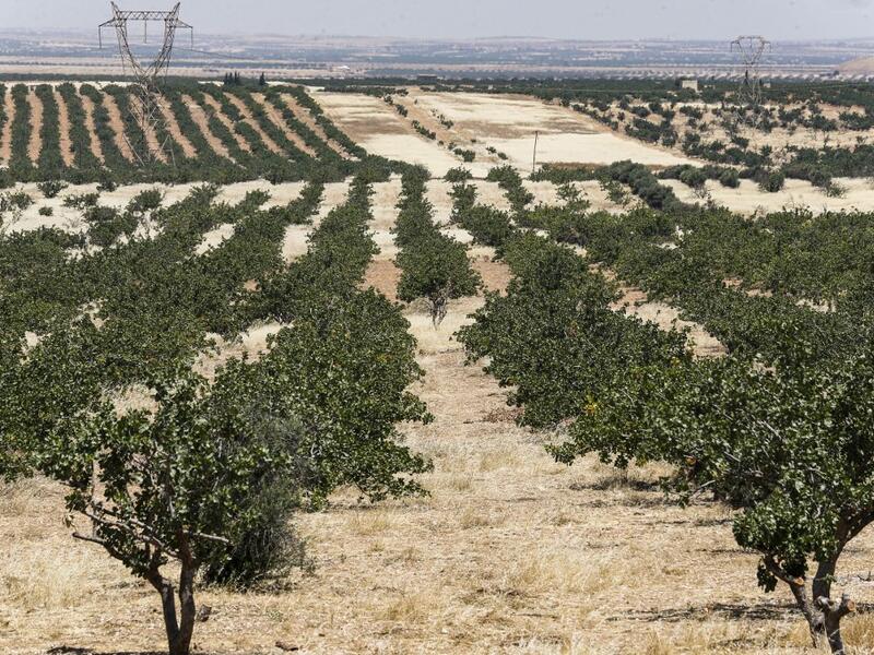 This picture taken on June 24, 2020 shows a view of pistachio trees growing at a pistachio orchard in the village of Maan, north of Hama in west-central Syria. Pistachio farmers in central Syria are hoping that reduced violence will help revive cultivation of what was once one of the country's top exports. LOUAI BESHARA / AFP