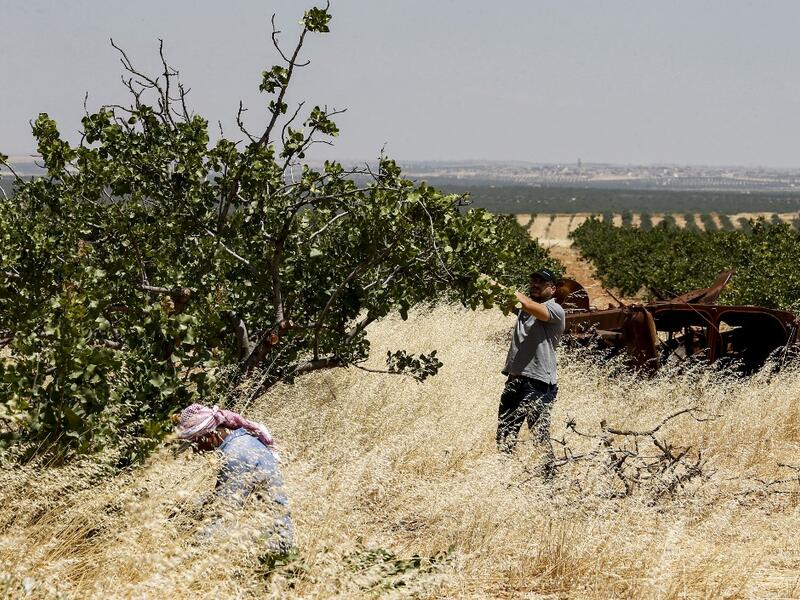 Pistachio farmers tend to a tree at a pistachio orchard in the village of Maan, north of Hama in west-central Syria on June 24, 2020. Pistachio farmers in central Syria are hoping that reduced violence will help revive cultivation of what was once one of the country's top exports. Maan, famed for its pistachio production, was controlled for years by jihadists and their rebel allies but it fell to the government at the start of the year following a months-long offensive. LOUAI BESHARA / AFP