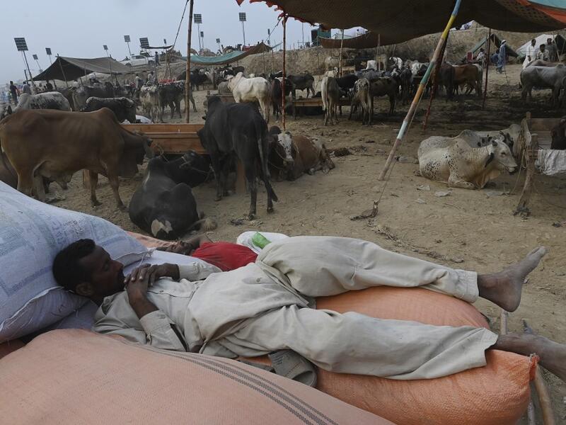 Traders rest at a cattle market set up for the upcoming Muslim festival Eid al-Adha also called "Festival of the Sacrifice", in Rawalpindi on July 20, 2020. Aamir QURESHI / AFP