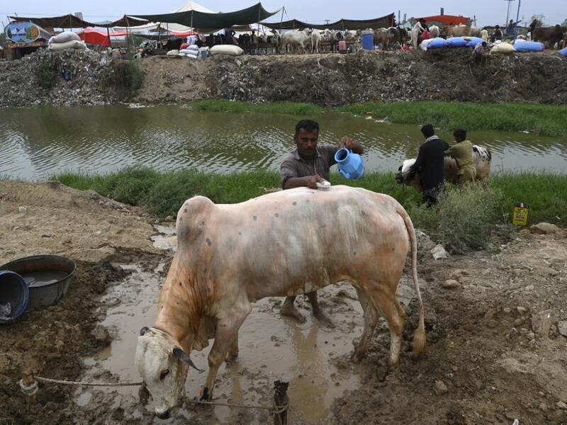 Traders give bath to bulls at a cattle market set up for the upcoming Muslim festival Eid al-Adha also called "Festival of the Sacrifice", in Rawalpindi on July 20, 2020. Aamir QURESHI / AFP
