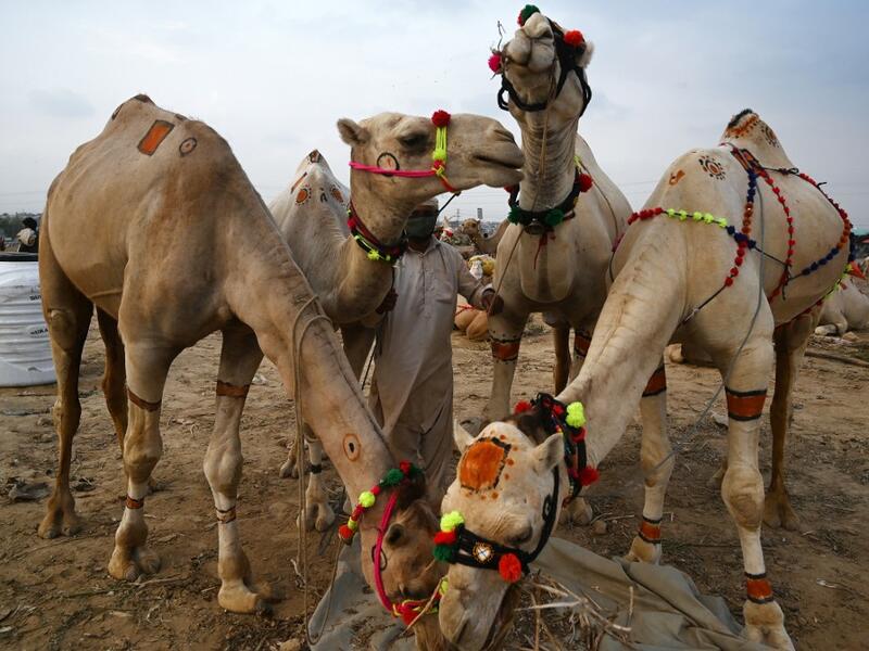 A trader feeds camels at a cattle market set up for the upcoming Muslim festival Eid al-Adha also called "Festival of the Sacrifice", in Rawalpindi on July 20, 2020. Aamir QURESHI / AFP