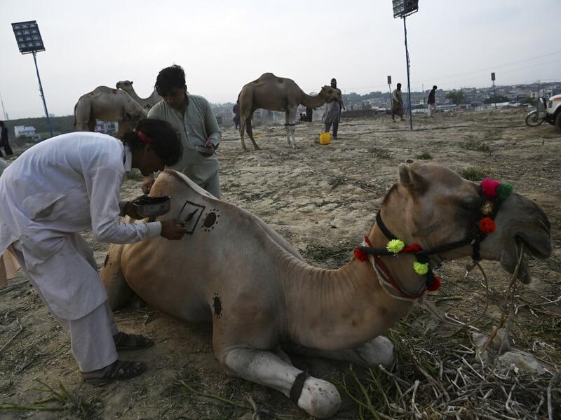 Traders decorate a camel with Henna at a cattle market set up for the upcoming Muslim festival Eid al-Adha also called "Festival of the Sacrifice", in Rawalpindi on July 20, 2020. Aamir QURESHI / AFP