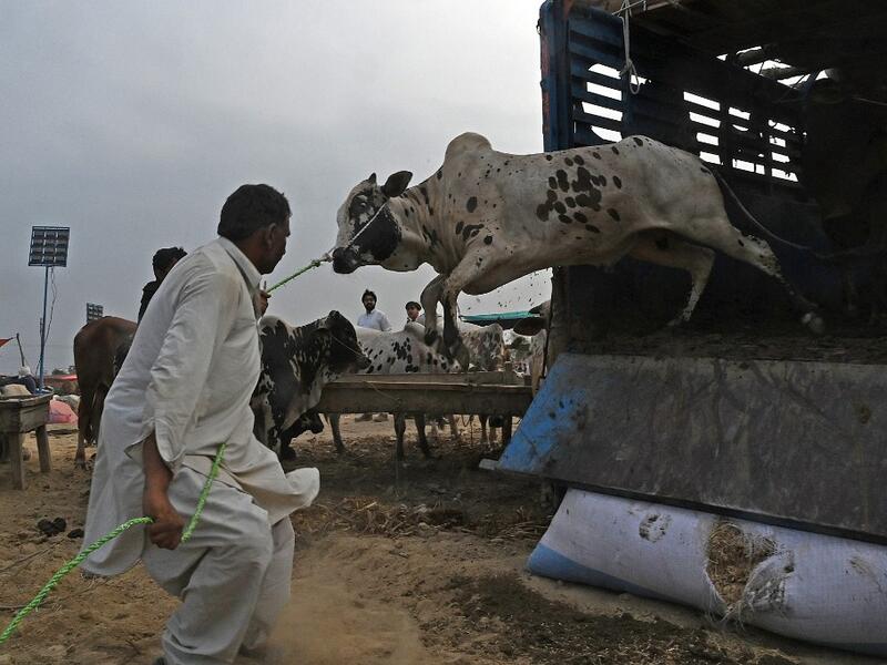 A trader unloads a cow from a truck at a cattle market set up for the upcoming Muslim festival Eid al-Adha also called "Festival of the Sacrifice", in Rawalpindi on July 20, 2020. Aamir QURESHI / AFP
